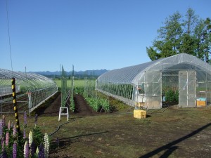 ビニールハウス ビニールハウスと野菜畑