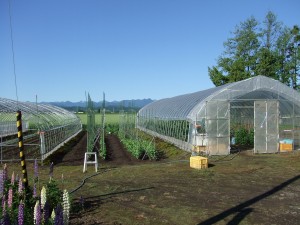 ビニールハウスと野菜畑